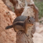 Streifenhörnchen im Bryce Canyon NP