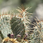 Kaktus im Walnut Canyon