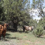 Kühe nahe Walnut Canyon
