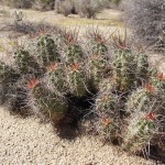 Kaktus im Joshua Tree National Park
