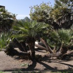 "Chamaerops humilis", Mediteranean Fan Palm