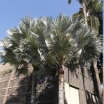 Palmenart aus Madagascar