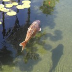 Fische im Balboa Park