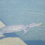 Wasserschildkröte im Balboa Park