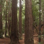 Küstenmammutbäume im Pfeiffer Big Sur State Park