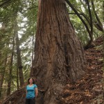 Küstenmammutbaum im Pfeiffer Big Sur State Park