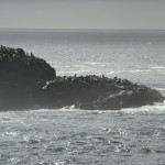Seelöwen beim Point Lobos