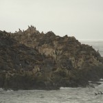 Seelöwen beim Point Lobos