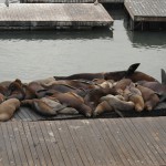 Seelöwen am Pier 39